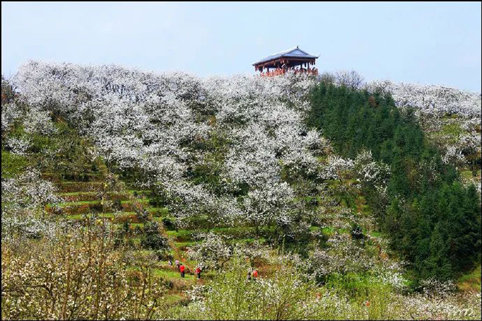 【春天，广西桂林灌阳县向您发出邀请！】我们在灌阳看梨花 - 游山玩水 - 长沙生活社区 - 长沙28生活网 cs.28life.net