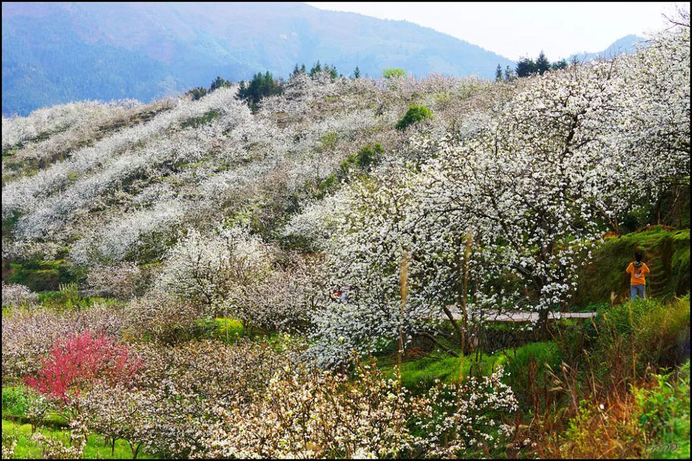 【春天，广西桂林灌阳县向您发出邀请！】我们在灌阳看梨花 - 游山玩水 - 长沙生活社区 - 长沙28生活网 cs.28life.net