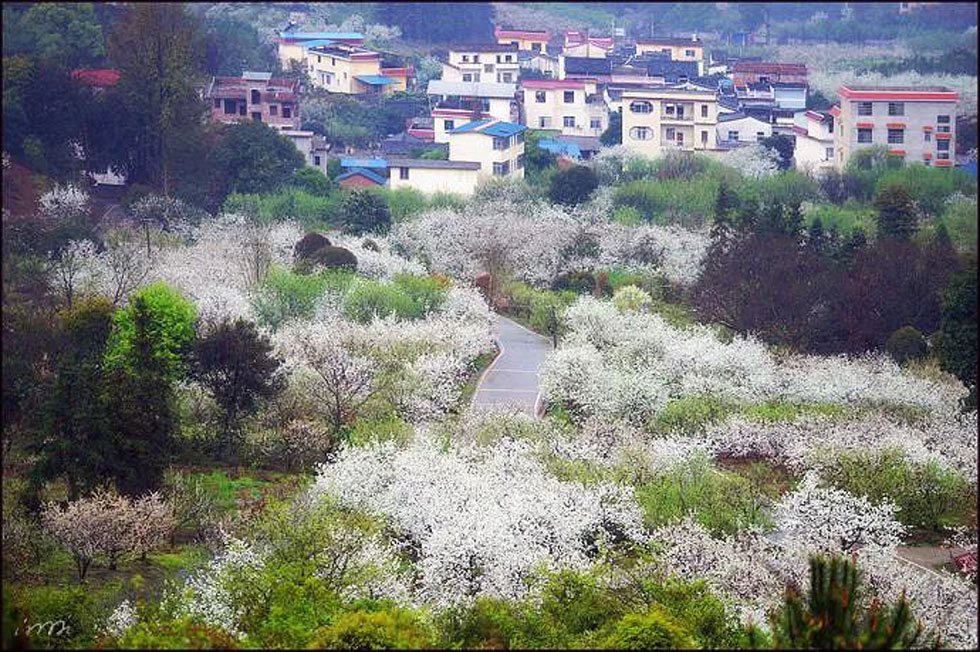 【春天，广西桂林灌阳县向您发出邀请！】我们在灌阳看梨花 - 游山玩水 - 长沙生活社区 - 长沙28生活网 cs.28life.net