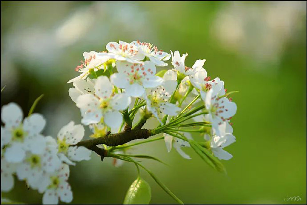【春天，广西桂林灌阳县向您发出邀请！】我们在灌阳看梨花 - 游山玩水 - 长沙生活社区 - 长沙28生活网 cs.28life.net