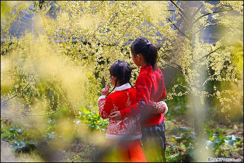 【春天，广西桂林灌阳县向您发出邀请！】米珠山前有片山苍子花在飘香 - 游山玩水 - 长沙生活社区 - 长沙28生活网 cs.28life.net