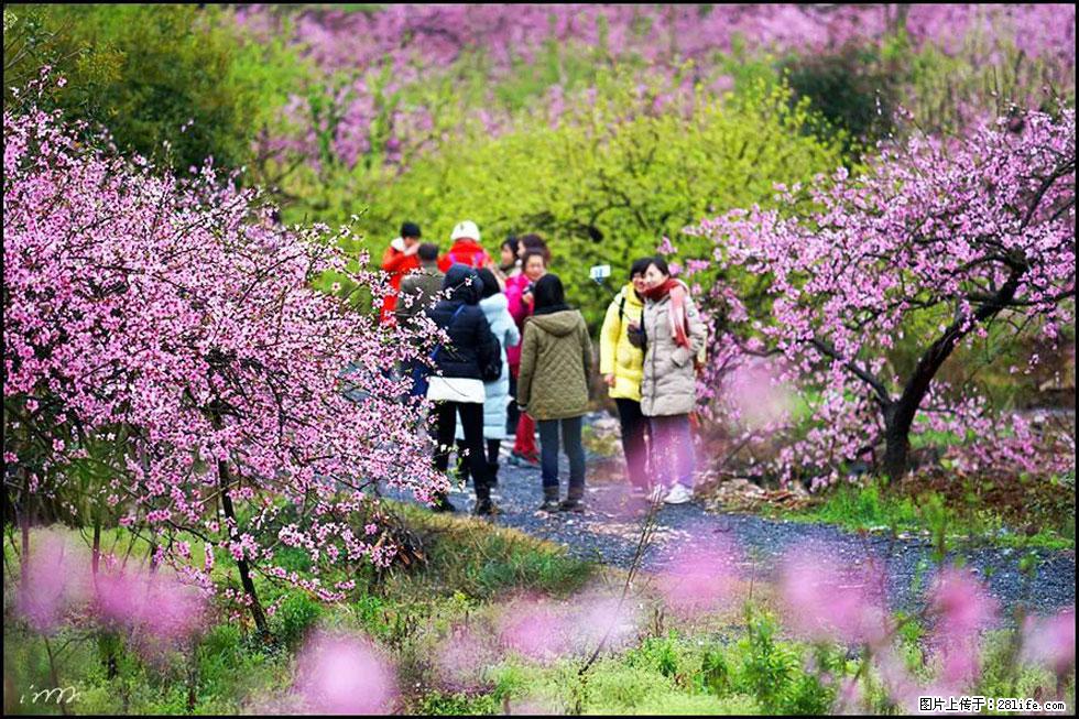 【春天，广西桂林灌阳县向您发出邀请！】官庄村有个醉美的桃花园 - 游山玩水 - 长沙生活社区 - 长沙28生活网 cs.28life.net