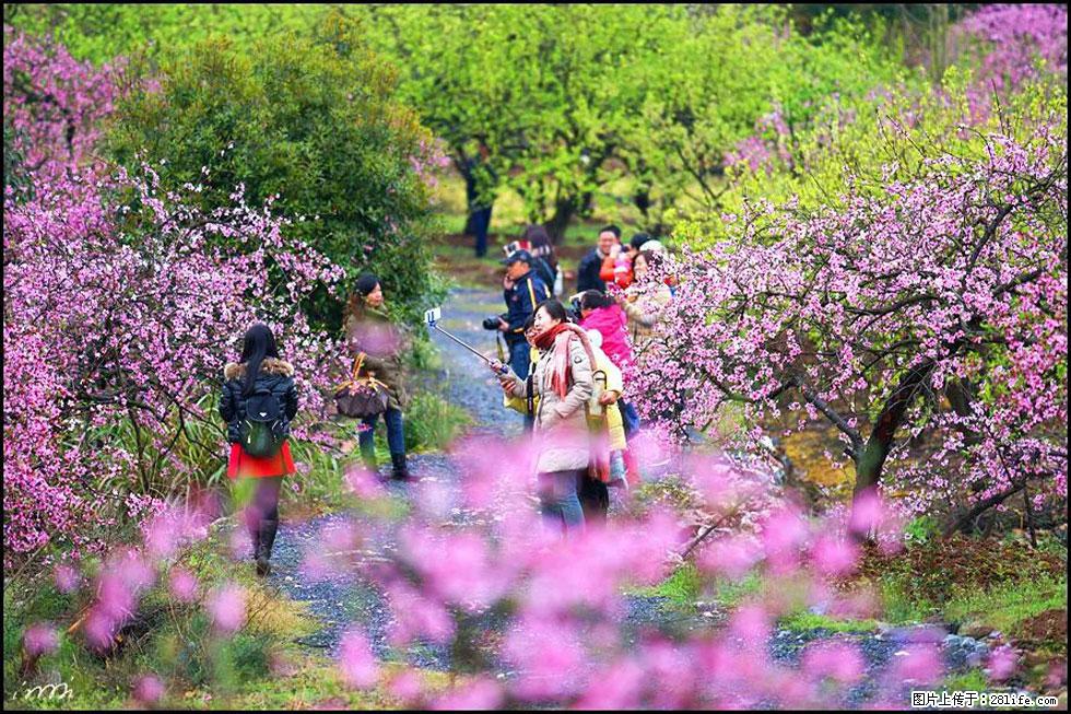 【春天，广西桂林灌阳县向您发出邀请！】官庄村有个醉美的桃花园 - 游山玩水 - 长沙生活社区 - 长沙28生活网 cs.28life.net