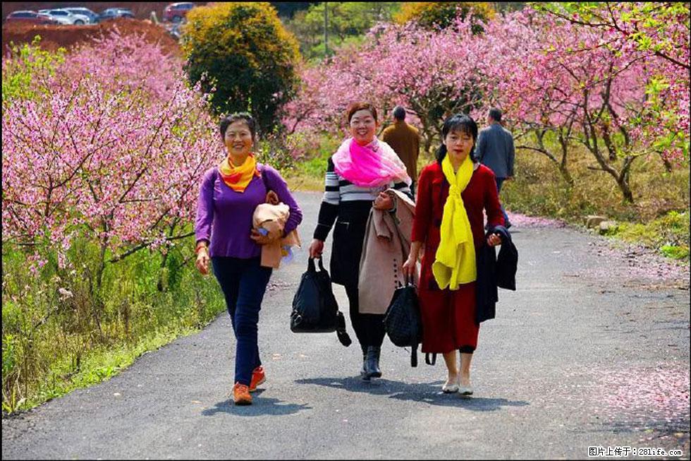 【春天，广西桂林灌阳县向您发出邀请！】官庄村有个醉美的桃花园 - 游山玩水 - 长沙生活社区 - 长沙28生活网 cs.28life.net