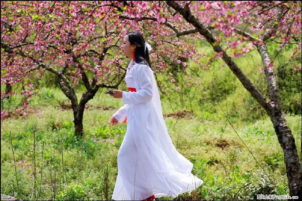 【春天，广西桂林灌阳县向您发出邀请！】官庄村有个醉美的桃花园 - 游山玩水 - 长沙生活社区 - 长沙28生活网 cs.28life.net