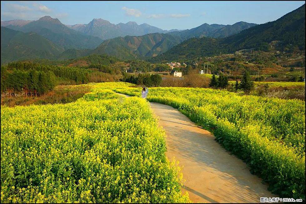 【春天，广西桂林灌阳县向您发出邀请！】长坪村油菜盛情花开 - 游山玩水 - 长沙生活社区 - 长沙28生活网 cs.28life.net