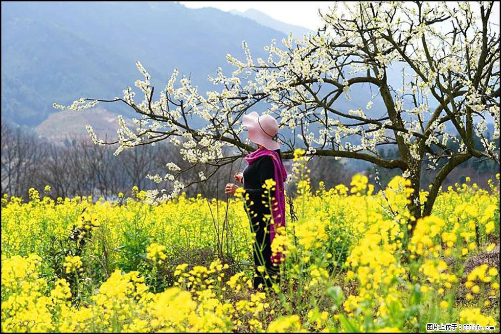【春天，广西桂林灌阳县向您发出邀请！】长坪村油菜盛情花开 - 游山玩水 - 长沙生活社区 - 长沙28生活网 cs.28life.net
