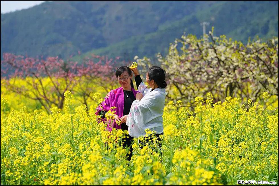【春天，广西桂林灌阳县向您发出邀请！】长坪村油菜盛情花开 - 游山玩水 - 长沙生活社区 - 长沙28生活网 cs.28life.net