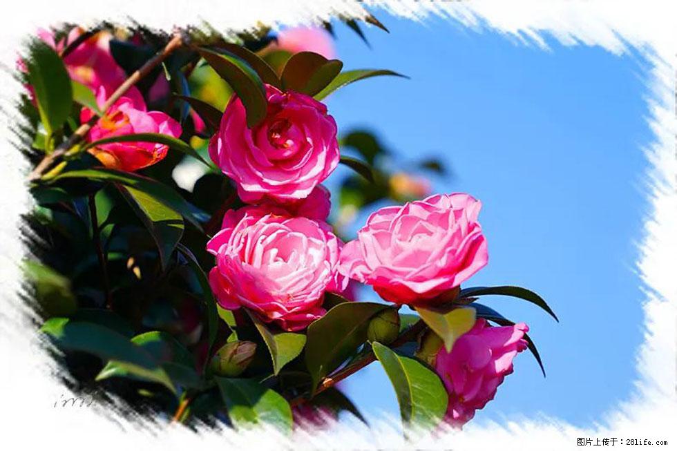 【春天，广西桂林灌阳县向您发出邀请！】杨柳井茶花惹人爱 - 游山玩水 - 长沙生活社区 - 长沙28生活网 cs.28life.net