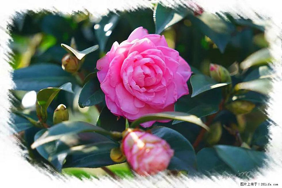 【春天，广西桂林灌阳县向您发出邀请！】杨柳井茶花惹人爱 - 游山玩水 - 长沙生活社区 - 长沙28生活网 cs.28life.net