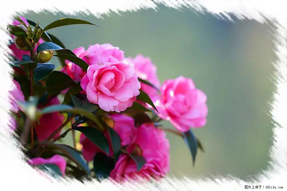 【春天，广西桂林灌阳县向您发出邀请！】杨柳井茶花惹人爱 - 游山玩水 - 长沙生活社区 - 长沙28生活网 cs.28life.net
