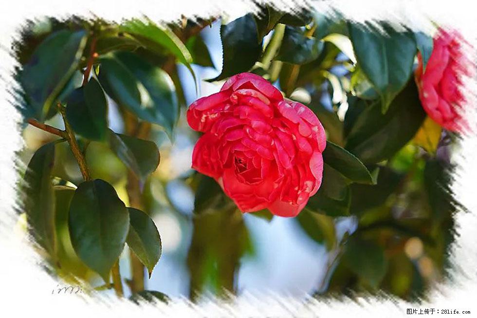【春天，广西桂林灌阳县向您发出邀请！】杨柳井茶花惹人爱 - 游山玩水 - 长沙生活社区 - 长沙28生活网 cs.28life.net