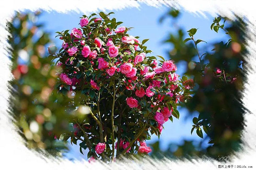 【春天，广西桂林灌阳县向您发出邀请！】杨柳井茶花惹人爱 - 游山玩水 - 长沙生活社区 - 长沙28生活网 cs.28life.net
