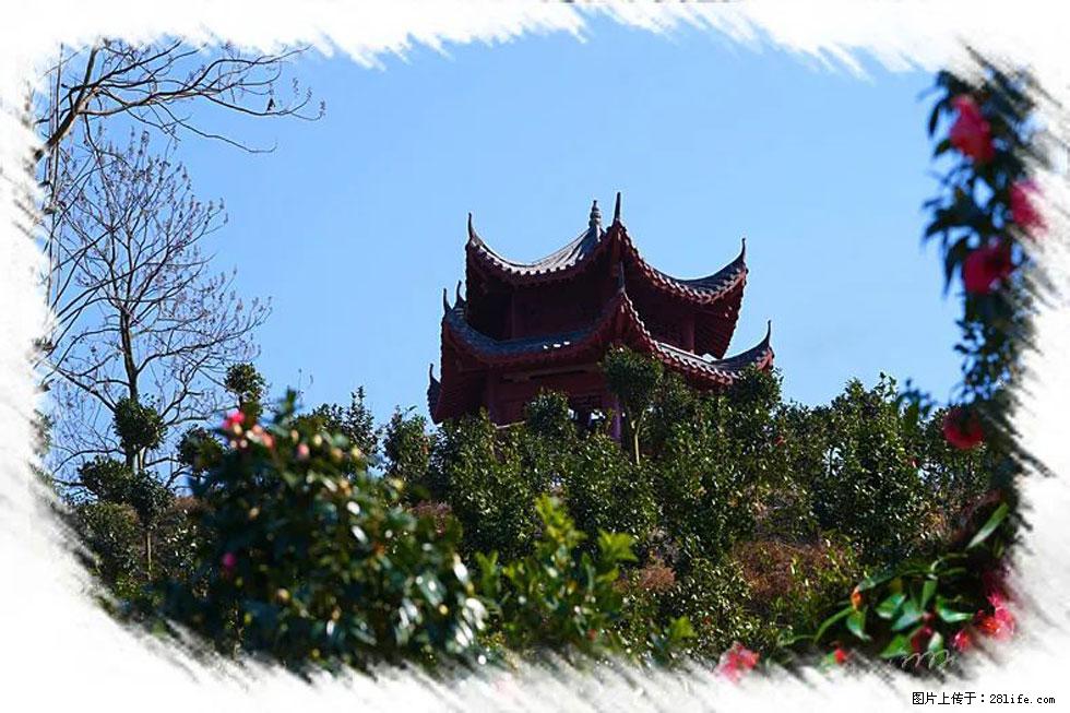 【春天，广西桂林灌阳县向您发出邀请！】杨柳井茶花惹人爱 - 游山玩水 - 长沙生活社区 - 长沙28生活网 cs.28life.net