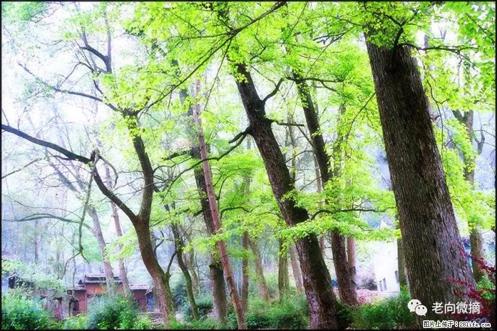【春天，广西桂林灌阳县向您发出邀请！】在小龙村与春天约会 - 游山玩水 - 长沙生活社区 - 长沙28生活网 cs.28life.net