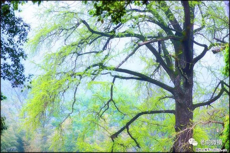 【春天，广西桂林灌阳县向您发出邀请！】在小龙村与春天约会 - 游山玩水 - 长沙生活社区 - 长沙28生活网 cs.28life.net