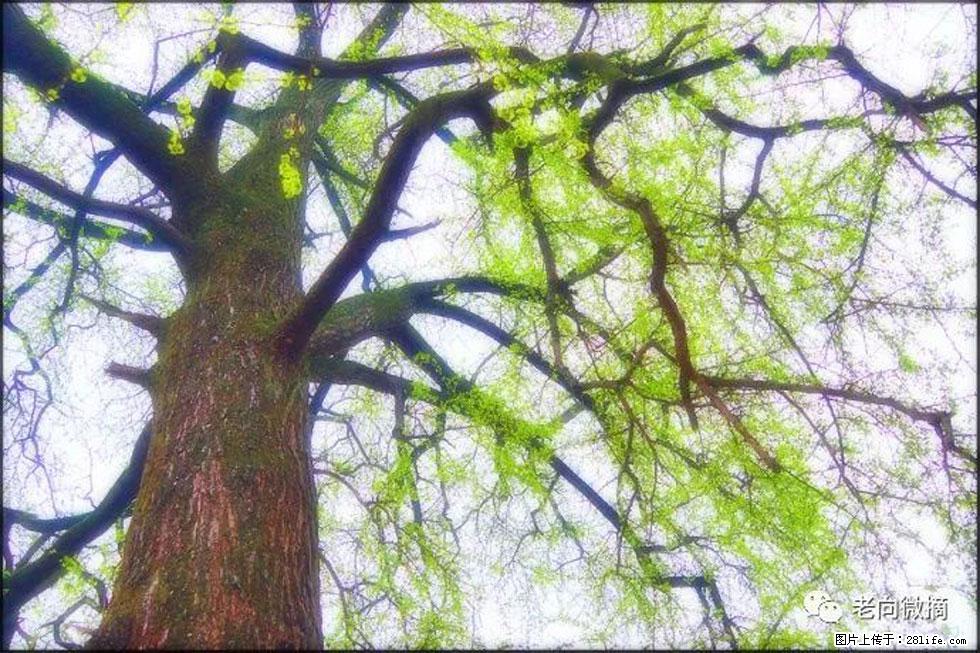 【春天，广西桂林灌阳县向您发出邀请！】在小龙村与春天约会 - 游山玩水 - 长沙生活社区 - 长沙28生活网 cs.28life.net