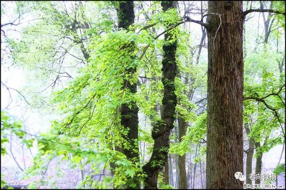 【春天，广西桂林灌阳县向您发出邀请！】在小龙村与春天约会 - 游山玩水 - 长沙生活社区 - 长沙28生活网 cs.28life.net