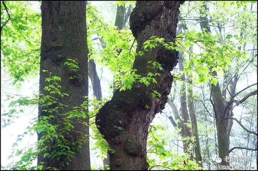 【春天，广西桂林灌阳县向您发出邀请！】在小龙村与春天约会 - 游山玩水 - 长沙生活社区 - 长沙28生活网 cs.28life.net
