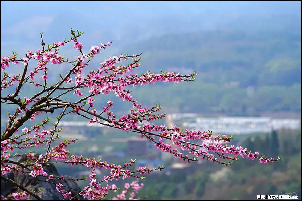 【春天，广西桂林灌阳县向您发出邀请！】望月岭上桃花开 - 游山玩水 - 长沙生活社区 - 长沙28生活网 cs.28life.net