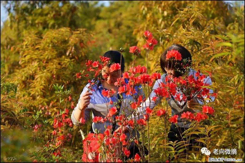 【春天，广西桂林灌阳县向您发出邀请！】登麒麟山，相约映山红 - 游山玩水 - 长沙生活社区 - 长沙28生活网 cs.28life.net