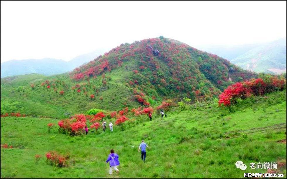 【春天，广西桂林灌阳县向您发出邀请！】宝盖山上映山红 - 游山玩水 - 长沙生活社区 - 长沙28生活网 cs.28life.net