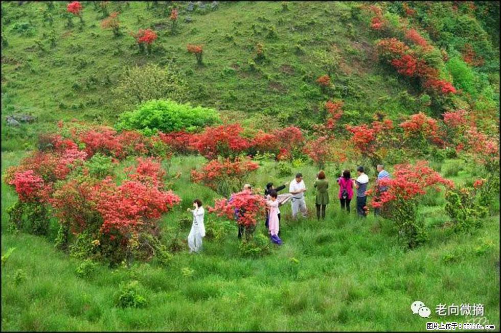 【春天，广西桂林灌阳县向您发出邀请！】宝盖山上映山红 - 游山玩水 - 长沙生活社区 - 长沙28生活网 cs.28life.net
