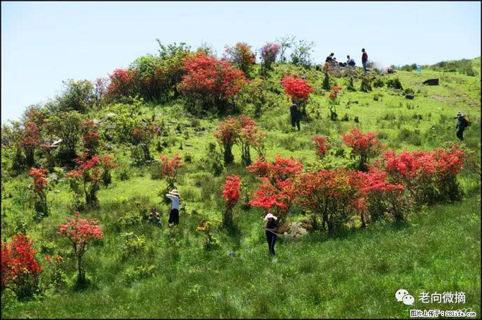 【春天，广西桂林灌阳县向您发出邀请！】宝盖山上映山红 - 游山玩水 - 长沙生活社区 - 长沙28生活网 cs.28life.net
