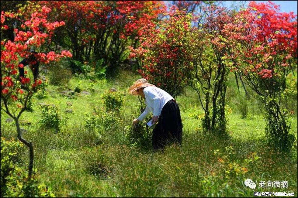 【春天，广西桂林灌阳县向您发出邀请！】宝盖山上映山红 - 游山玩水 - 长沙生活社区 - 长沙28生活网 cs.28life.net