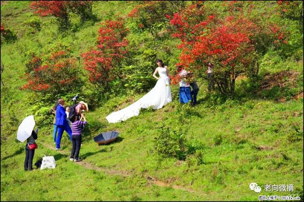 【春天，广西桂林灌阳县向您发出邀请！】宝盖山上映山红 - 游山玩水 - 长沙生活社区 - 长沙28生活网 cs.28life.net