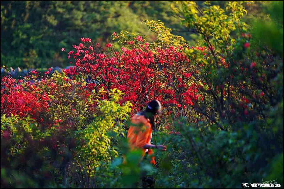 【春天，广西桂林灌阳县向您发出邀请！】春木界上映山红 - 游山玩水 - 长沙生活社区 - 长沙28生活网 cs.28life.net