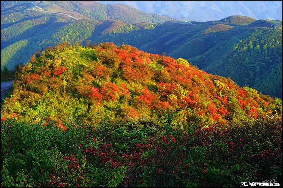 【春天，广西桂林灌阳县向您发出邀请！】春木界上映山红 - 游山玩水 - 长沙生活社区 - 长沙28生活网 cs.28life.net
