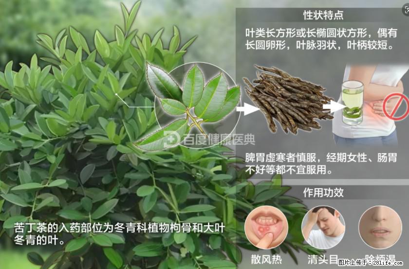 苦丁茶有哪些功效和作用 - 生活百科 - 长沙生活社区 - 长沙28生活网 cs.28life.net