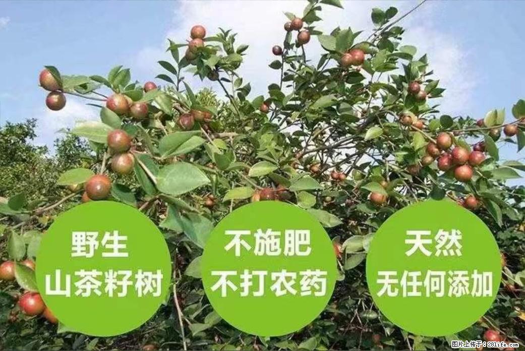 【灌阳县油茶产业示范区】一个有着充实的精神生活的人，对待身外之物自会有一种淡泊的态度 - 土特产 - 饮食特产 - 长沙分类信息 - 长沙28生活网 cs.28life.net