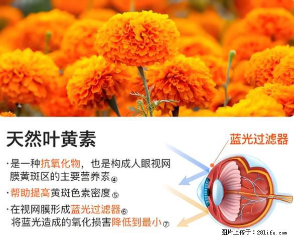 叶黄素有什么功效和作用 - 生活百科 - 长沙生活社区 - 长沙28生活网 cs.28life.net