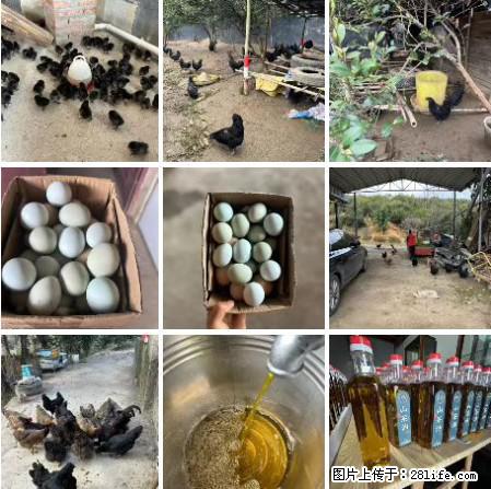 油茶园从小鸡仔开始养起的纯土鸡、土鸡蛋可以预定啦！还有前几天刚榨的纯山茶油哦 - 土特产 - 饮食特产 - 长沙分类信息 - 长沙28生活网 cs.28life.net