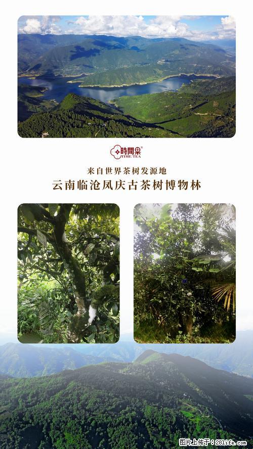 时间果百年古树2025年春红茶 - 购物交流 - 长沙生活社区 - 长沙28生活网 cs.28life.net