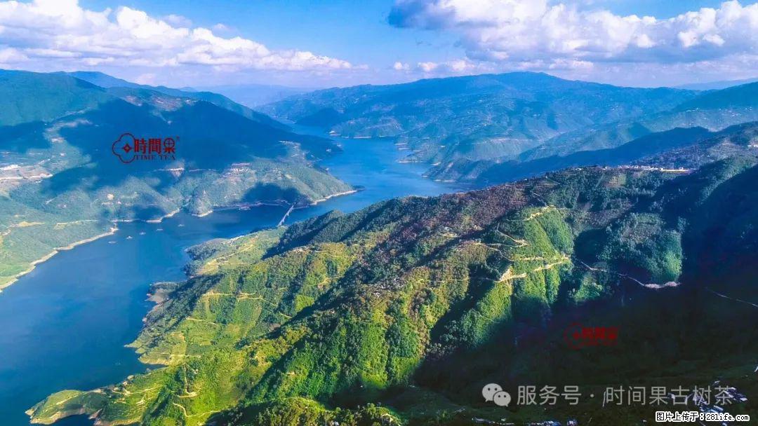 时间果百年古树龙珠普洱生茶 - 购物交流 - 长沙生活社区 - 长沙28生活网 cs.28life.net