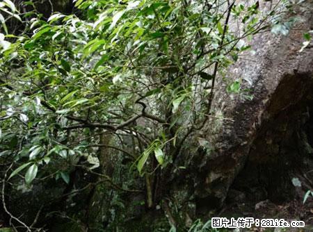 平乐石崖茶，珍贵仅次于金花茶 - 长沙生活资讯 - 长沙28生活网 cs.28life.net