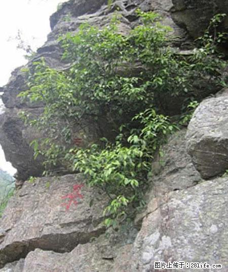 平乐石崖茶，珍贵仅次于金花茶 - 长沙生活资讯 - 长沙28生活网 cs.28life.net