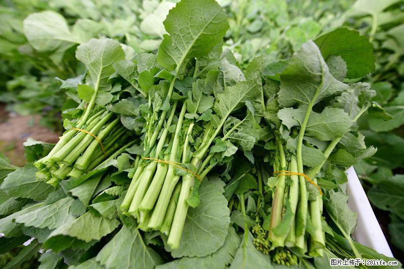这些蔬菜是“天然钙片”，这6种被医生重点推荐 - 长沙生活资讯 - 长沙28生活网 cs.28life.net